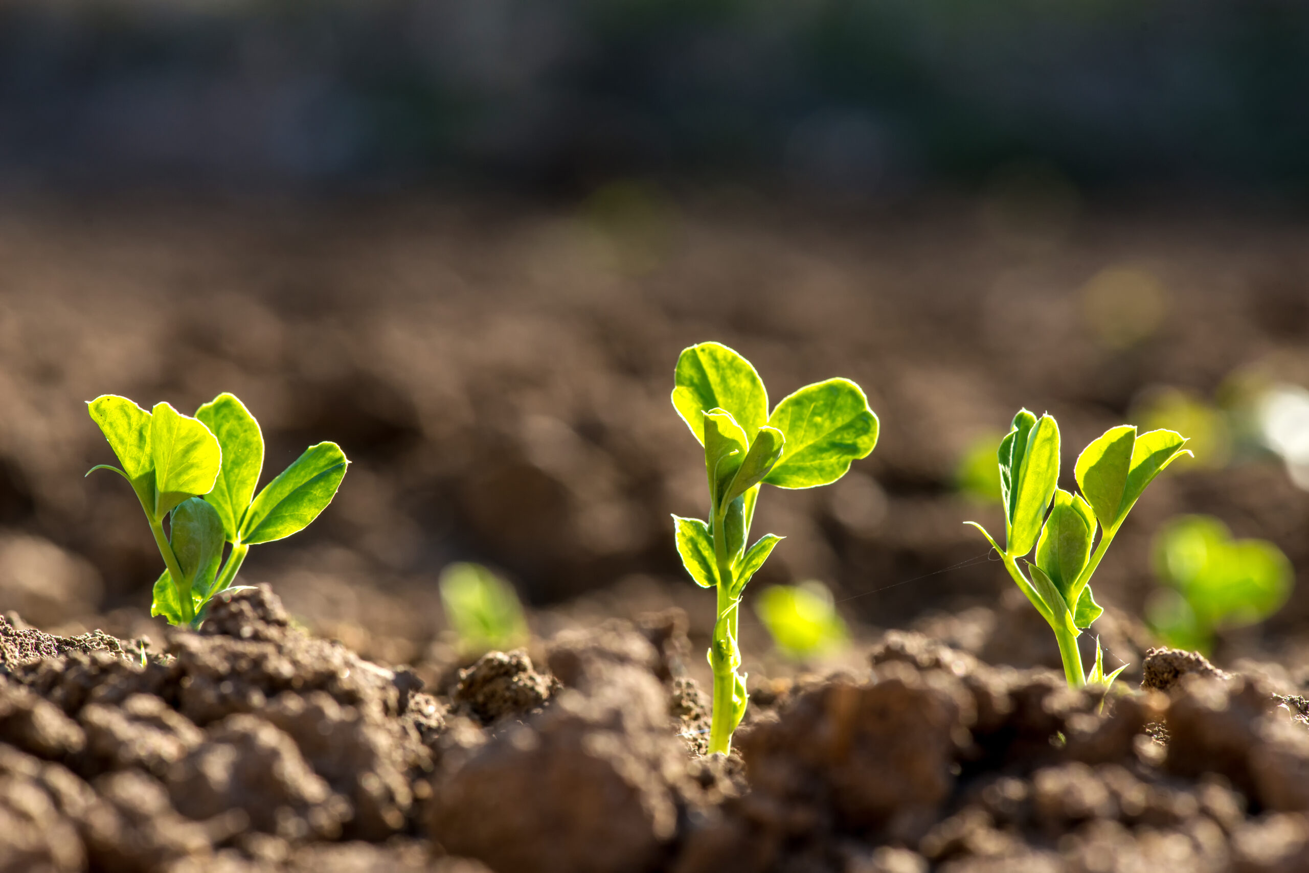 YoungPeaPlantsInEarlySpringGarden-SelectiveFocus/Shutterstock - The Modern Memo