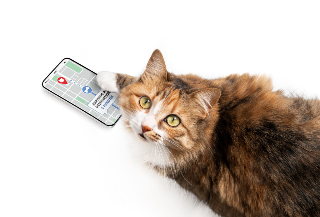 Cat GPS - The Modern Memo AI Tech Helps Senior Reunite with Lost Cat After 11 Days