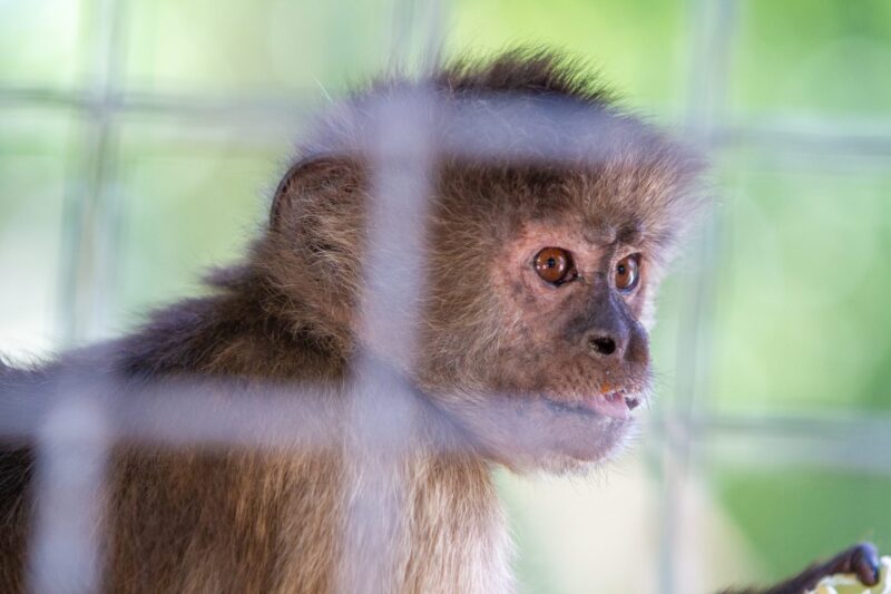 Tulane Disputes Claims Escaped Monkeys Were Infected