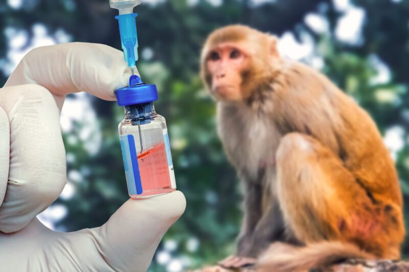 Tulane Disputes Claims Escaped Monkeys Were Infected - Credit: Melnikov Dmitriy