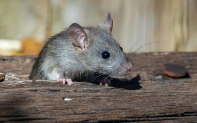 Hidden Threat: Hantavirus Exposure Risk Much Higher Than Previously Believed, Landmark Northwest Study Finds