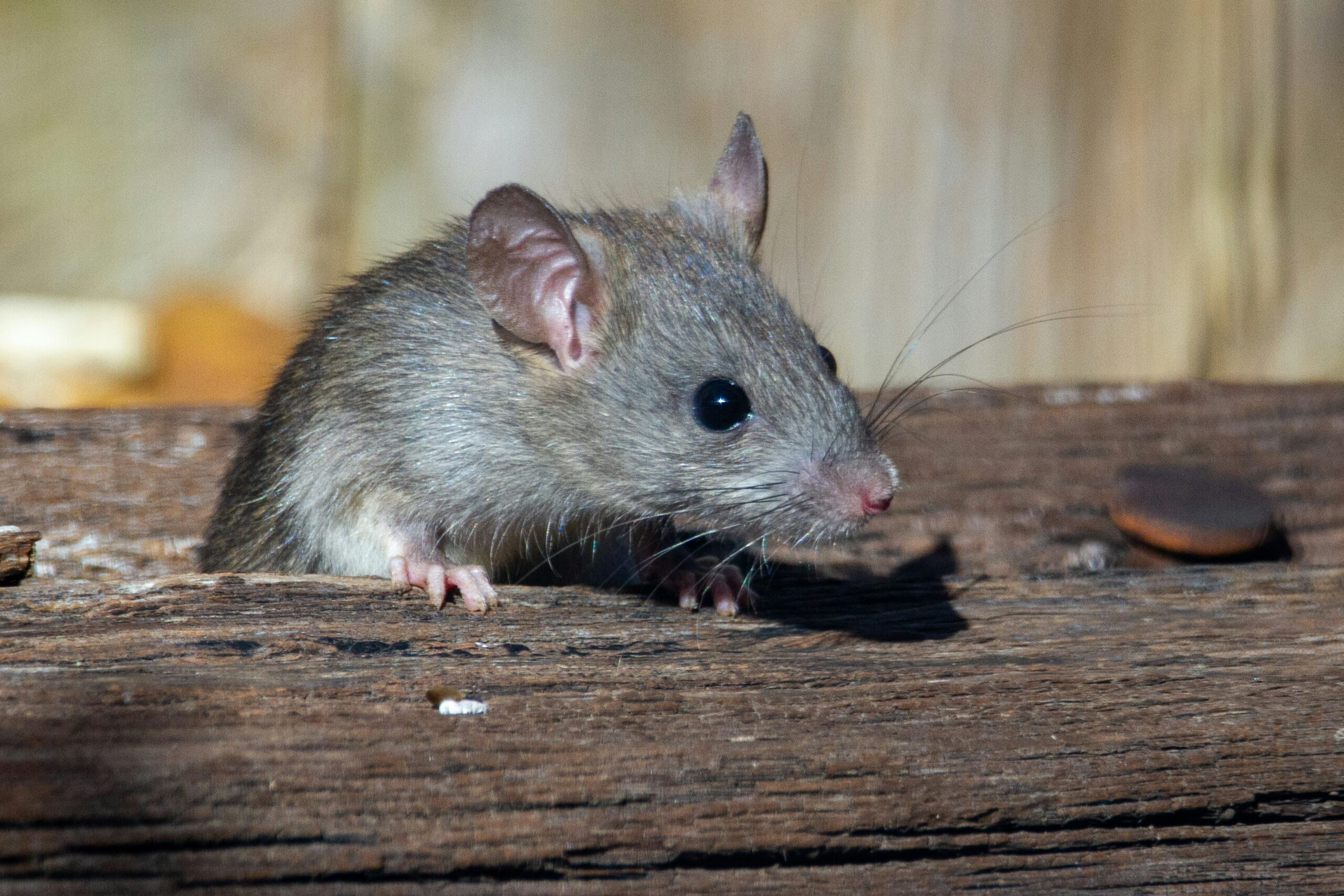 Hidden Threat: Hantavirus Exposure Risk Much Higher Than Previously Believed, Landmark Northwest Study Finds