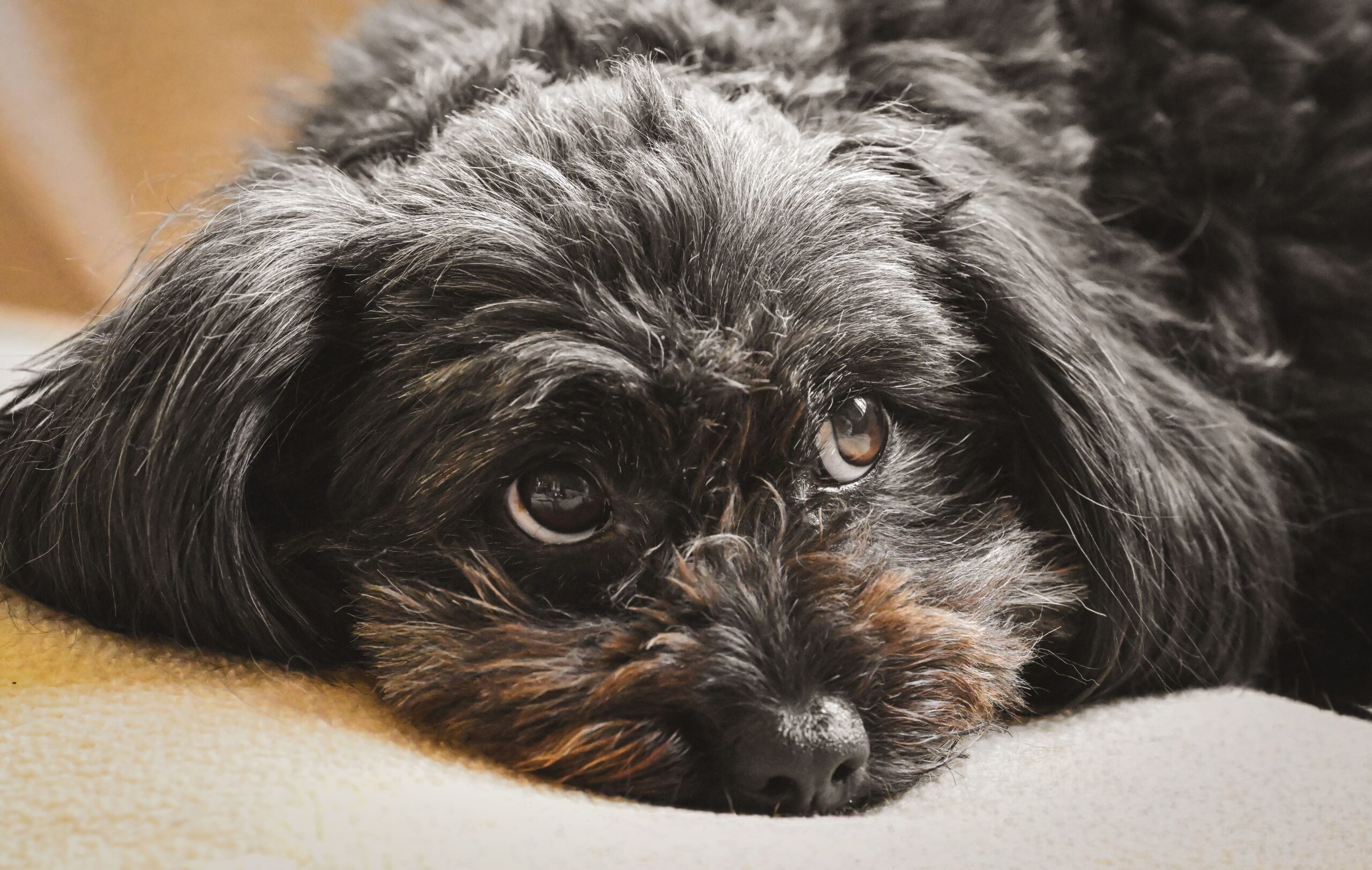 Close-up of a black fluffy dog resting its head on a light surface, eyes peeking toward the camera.